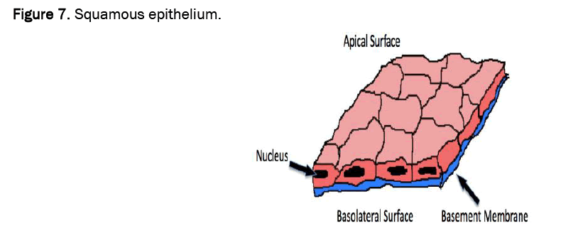 agriculture-allied-epithelium