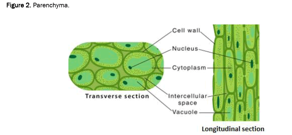 agriculture-allied-parenchyma