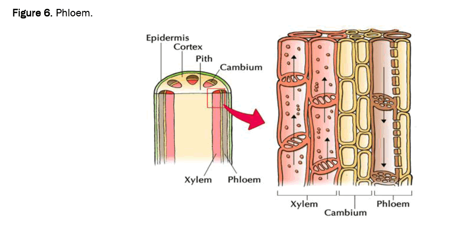 agriculture-allied-phloem