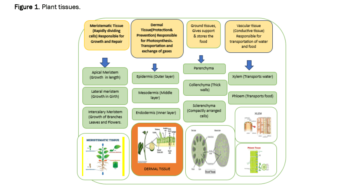 agriculture-allied-tissues