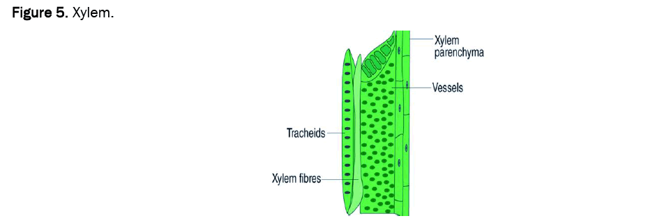 agriculture-allied-xylem