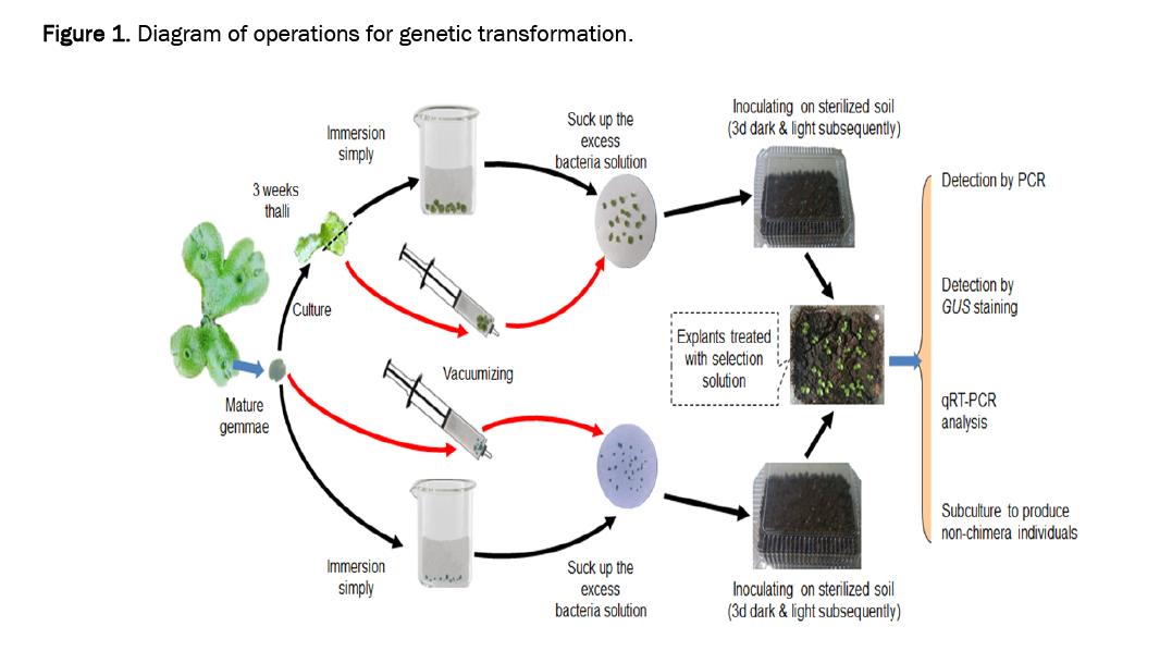 biology-genetic