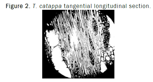 botanical-sciences-catappa