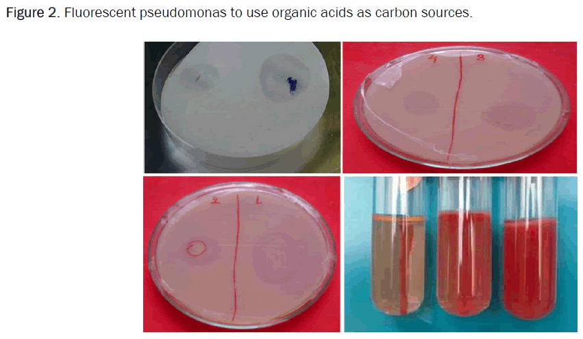 botanical-sciences-pseudomonas