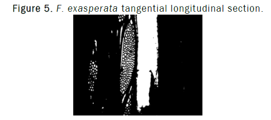 botanical-sciences-tangent