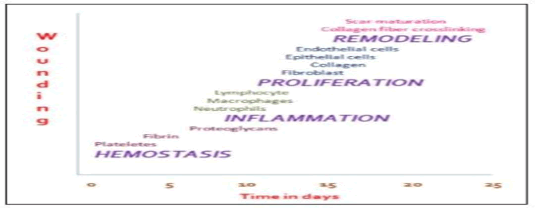 drug-delivery-phases