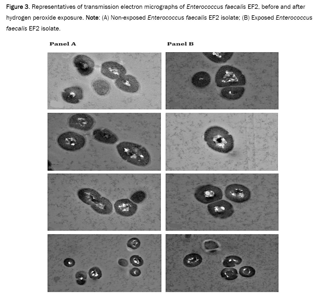 microbiology-faecalis