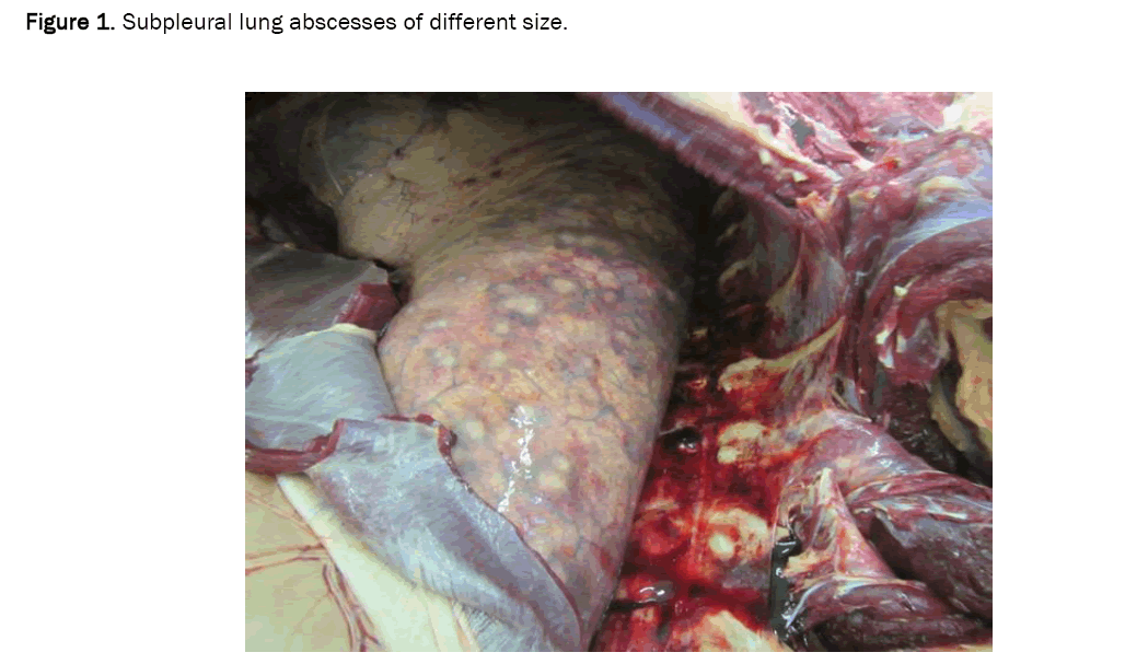 veterinary-sciences-abscesses