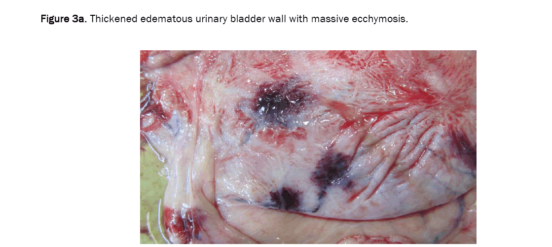 veterinary-sciences-ecchymosis