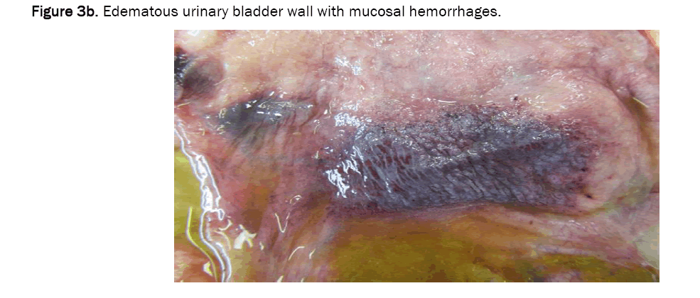 veterinary-sciences-hemorrhages