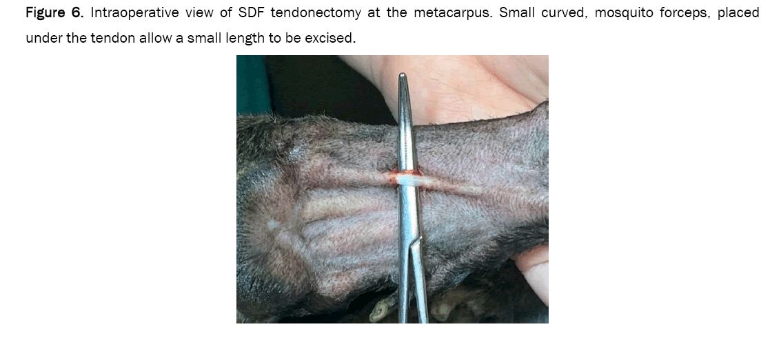 veterinary-sciences-metacarpus