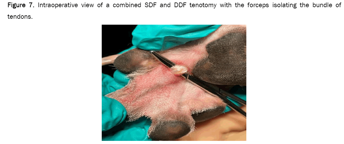 veterinary-sciences-tenotomy