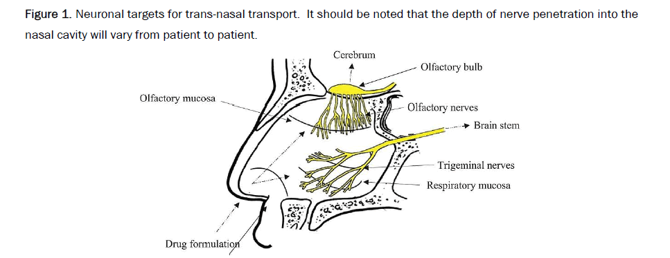 drug-delivery-nasal