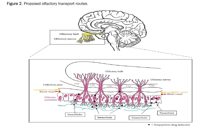 drug-delivery-olfactory