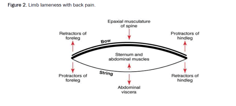 veterinary-sciences-lameness