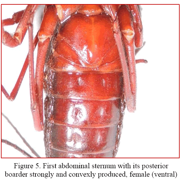 Biology-First-abdominal-sternum-with-posterior-boarder-strongly