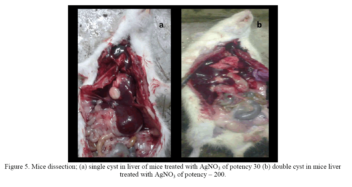 Biology-Mice-dissection-single-cyst-liver-mice-treated-with-AgNO3-potency