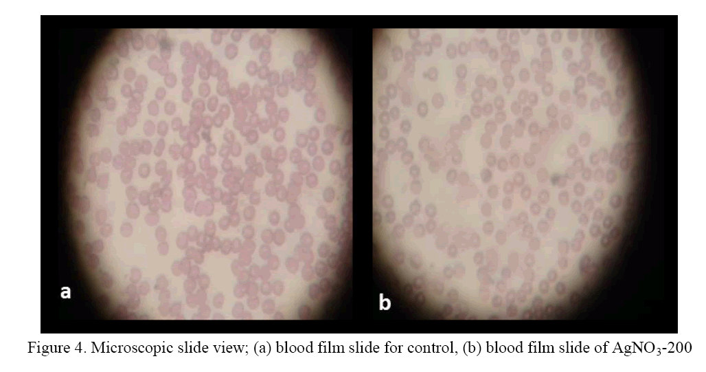 Biology-Microscopic-slide-view-blood-film-slide-for-control
