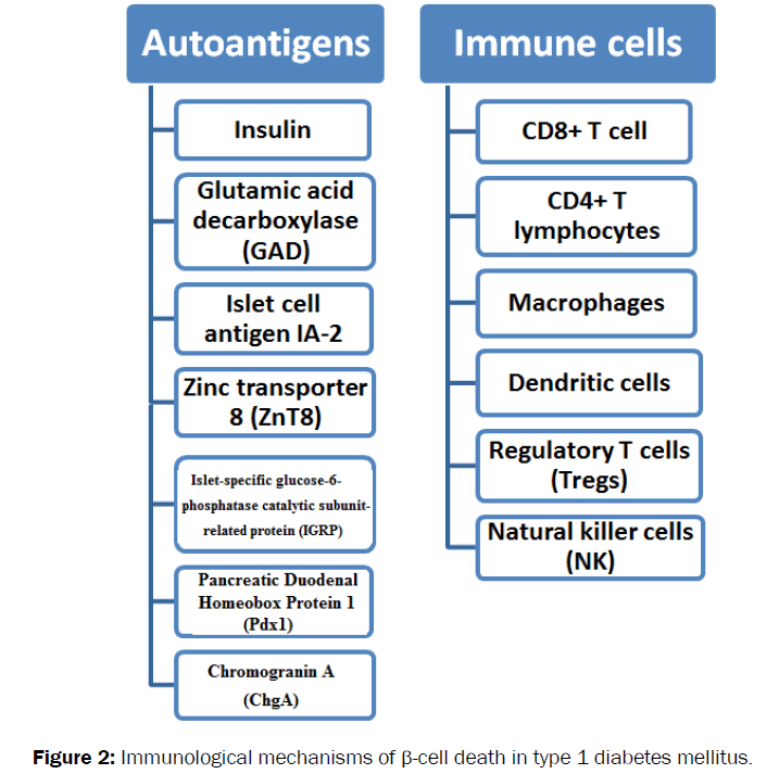 Biology-Molecular-Immunological-diabetes-mellitus