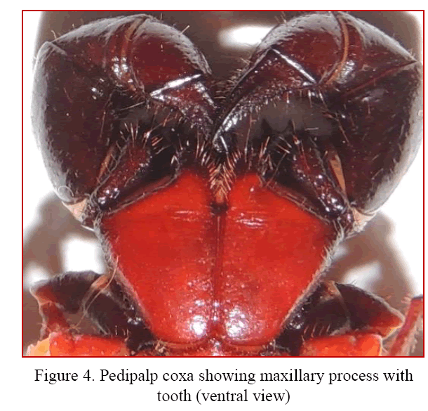 Biology-Pedipalp-coxa-showing-maxillary-process-with-tooth