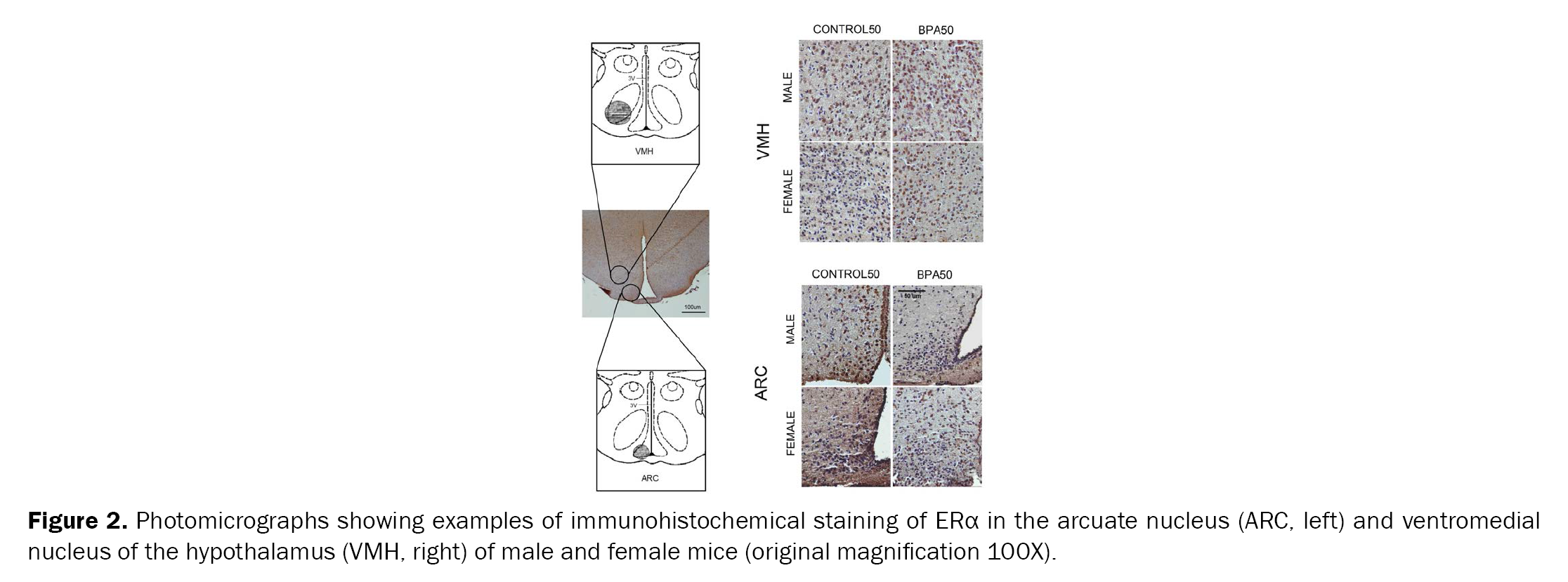 Biology-Photomicrographs-showing-examples-immunohistochemical