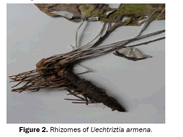 Biology-Rhizomes-Uechtriztia-armena