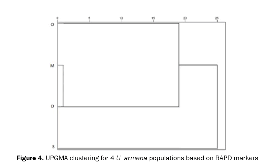 Biology-UPGMA-clustering-for-4-U-armena-populations