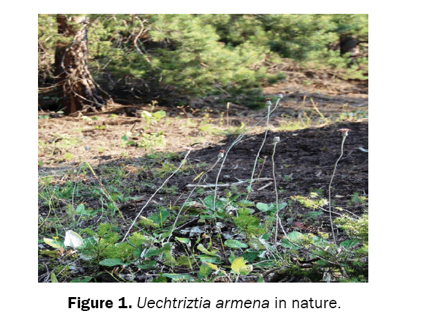 Biology-Uechtriztia-armena-nature