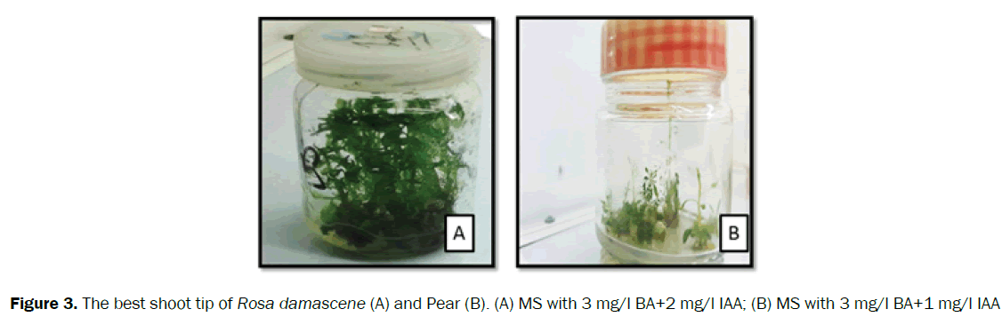 Botanical-Sciences-Rosa-Pear