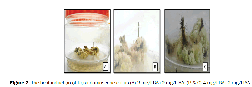 Botanical-Sciences-Rosa-damascene