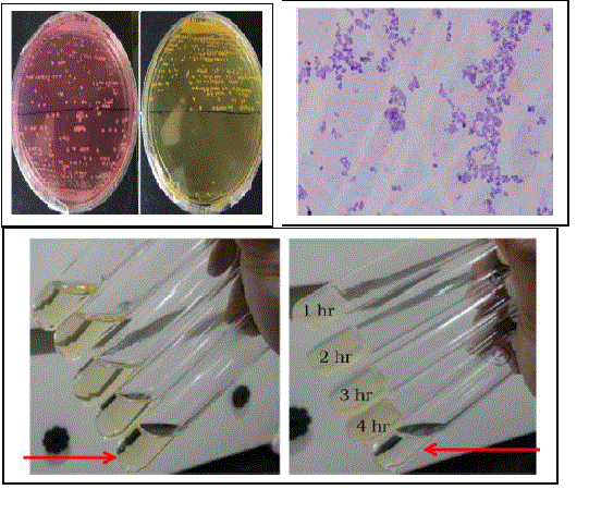 Biochemistry of animals dissertation