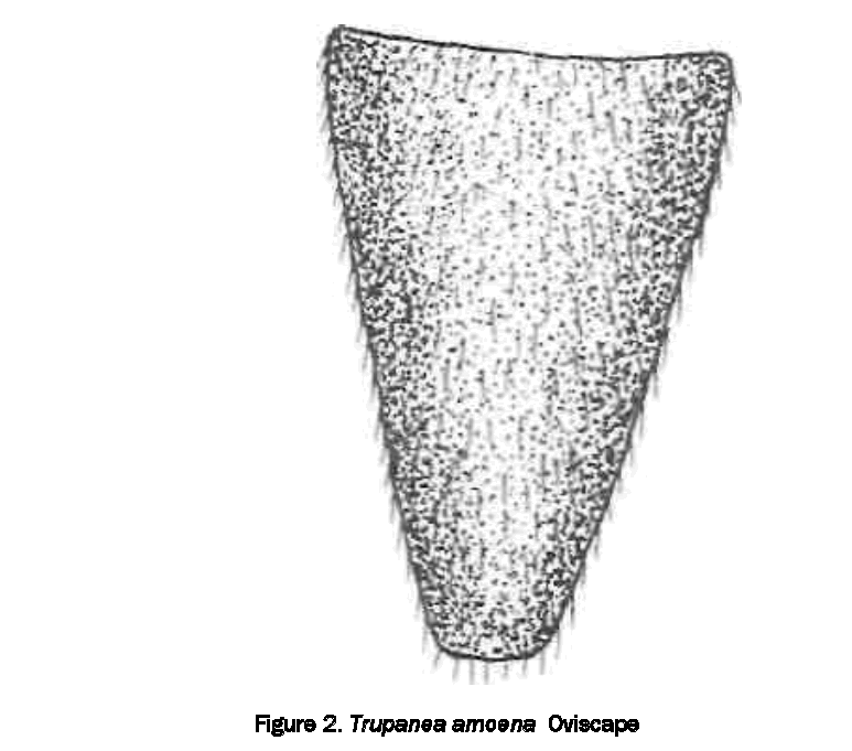 Journal-Zoological-Sciences-Trupanea-amoena-Oviscape