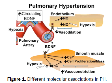 Medical-Health-root-filling-Different-molecular-associations-PH