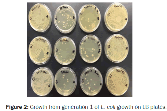 Microbiology-Biotechnology-generation