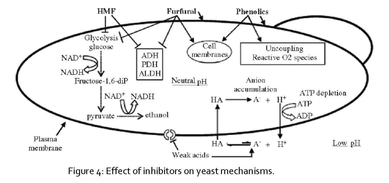 Pharmaceutical-Analysis-Chemical-structure-Cellulose