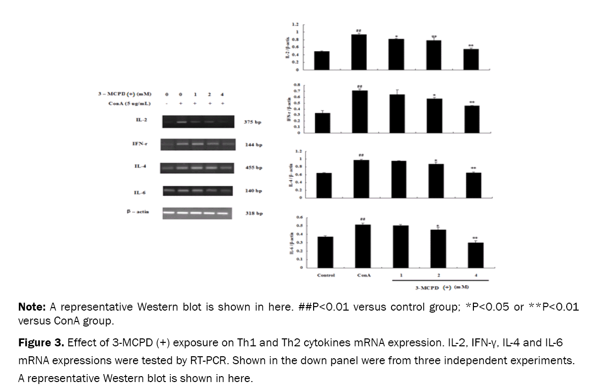 Pharmaceutical-Sciences-Effect-3-MCPD-exposure-Th1-and-Th2