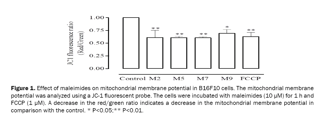 Pharmaceutical-Sciences-Effect-maleimides-on-mitochondrial-membrane-potential