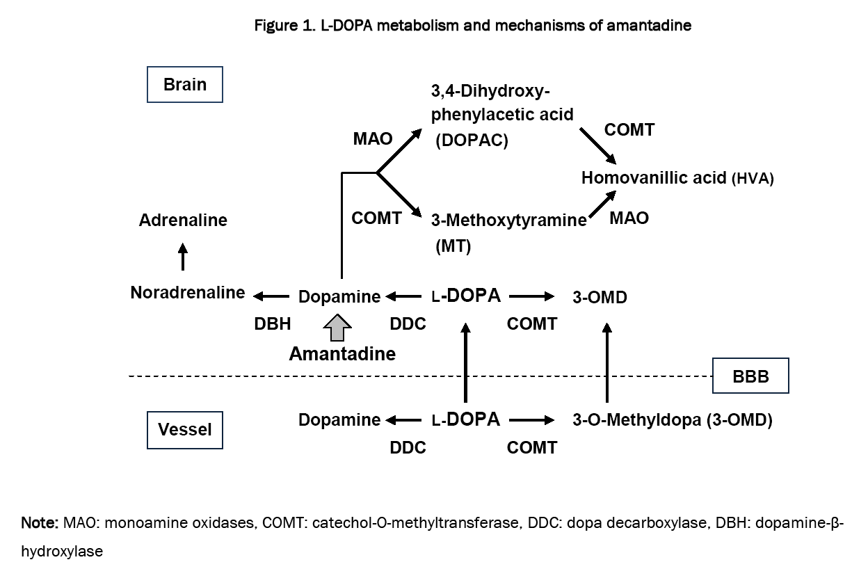 Pharmaceutical-Sciences-L-DOPA-metabolism-and-mechanisms-amantadine