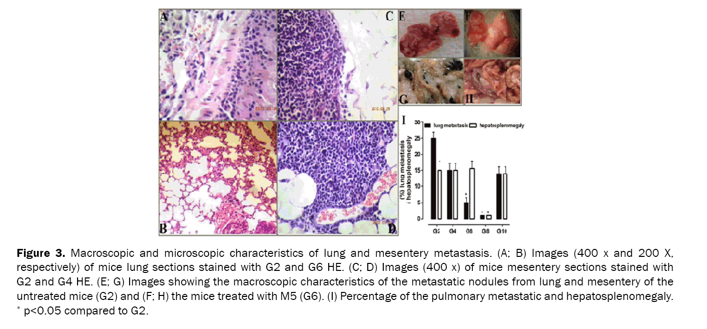 Pharmaceutical-Sciences-Macroscopic-and-microscopic-characteristics-lung