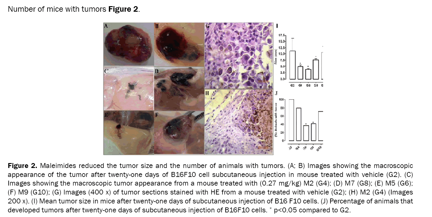 Pharmaceutical-Sciences-Maleimides-reduced-the-tumor-size-and-the-number-animals