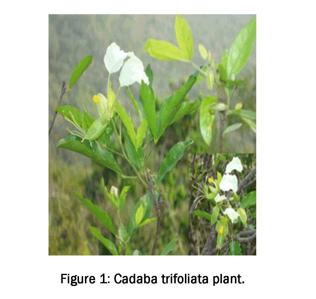 Pharmacognsoy-Phytochemistry-Cadaba-trifoliata-plant