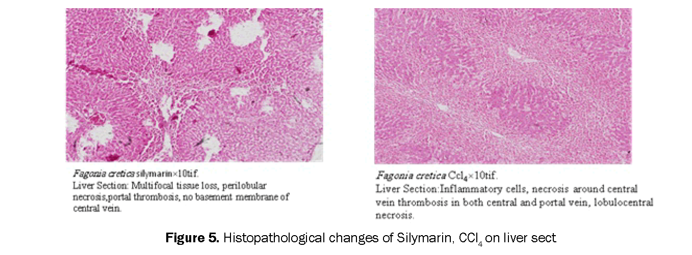 Pharmacognsoy-Phytochemistry-Histopathological-changes-Silymarin-CCl4-liver-sect