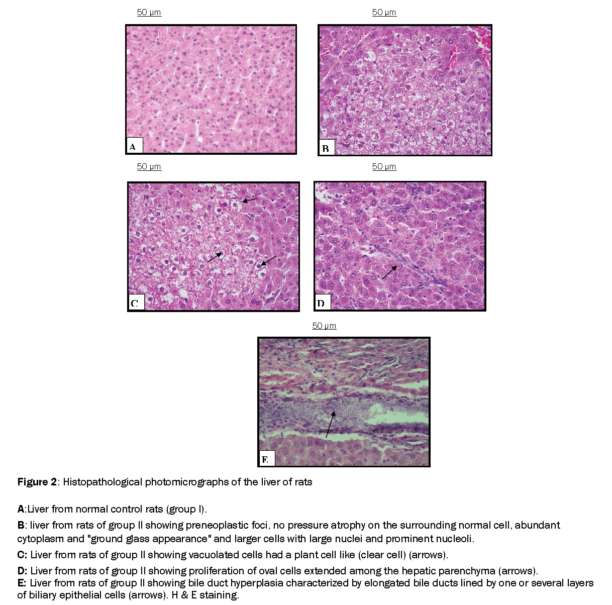 Pharmacognsoy-Phytochemistry-Histopathological-photomicrographs-of-the-liver-rats