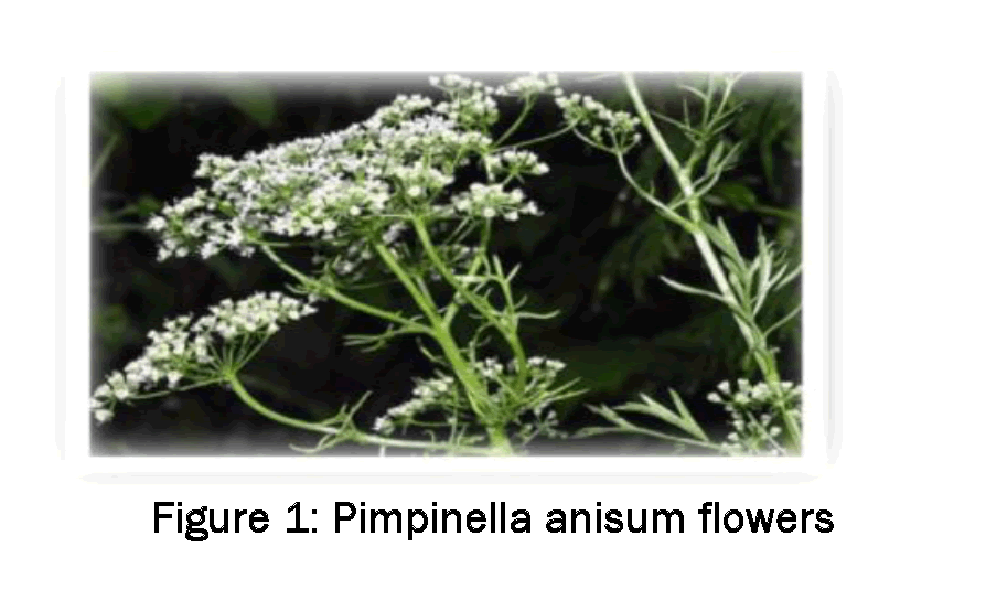 Pharmacognsoy-Phytochemistry-Pimpinella-anisum-flowers