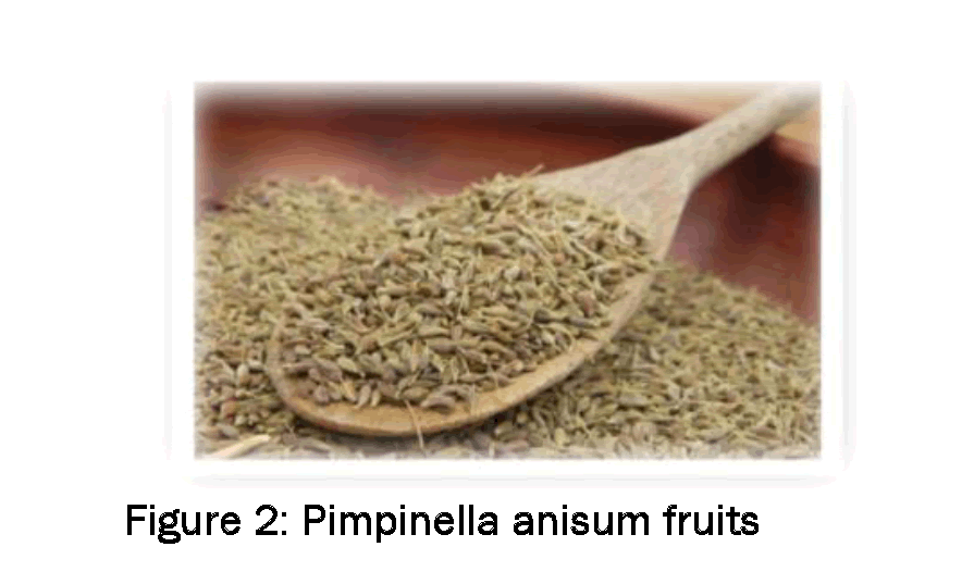 Pharmacognsoy-Phytochemistry-Pimpinella-anisum-fruits