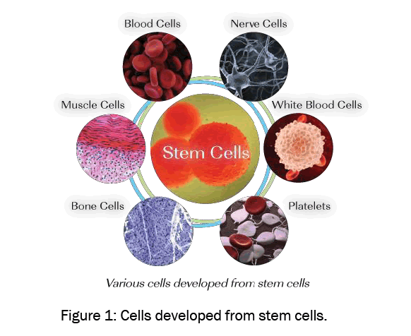 Toxicological-Studies-Cells-developed-from-stem-cells