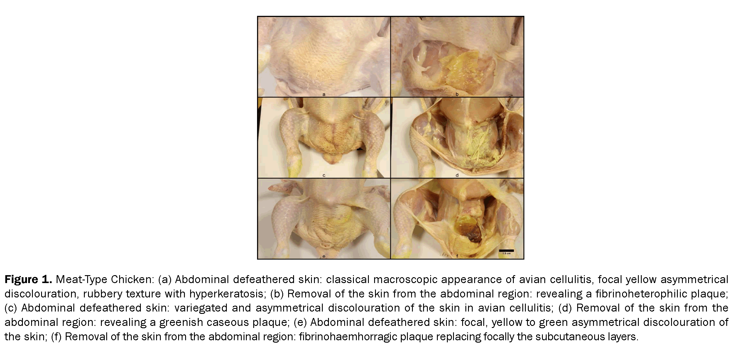 Veterinary-Sciences-Meat-Type-Chicken-Abdominal-defeathered-skin