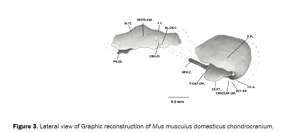 Zoological-Sciences-Graphic-reconstruction