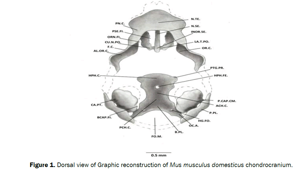 Zoological-Sciences-musculus-domesticus