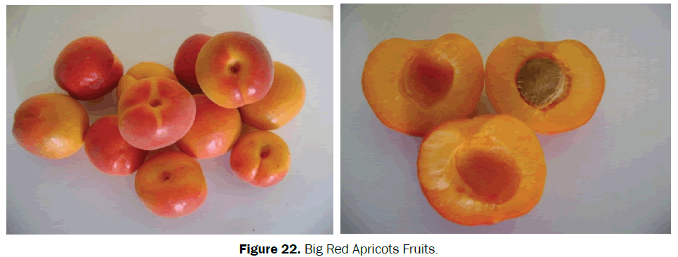 agriculture-allied-sciences-Apricots-Fruits